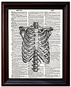 Anatomical Human Rib Cage - Printed on Upcycled Vintage Dictionary Paper - 8"x11" Anatomy Art Poster / Print