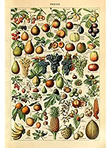 Vintage Poster Print Art Fruits Identification Reference Collection Diagram Chart Kitchen Dining Room Restaurant Wall Decor Pineapple Pear Cherry Apple Banana Grape