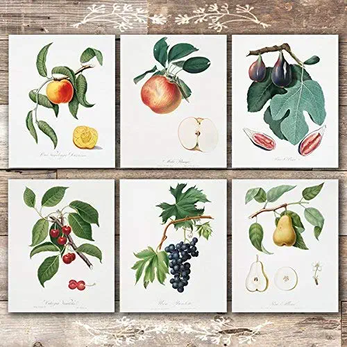 Vintage Fruit Art Prints - Kitchen Botanical Prints - (Set of 6) - Unframed - 8x10s