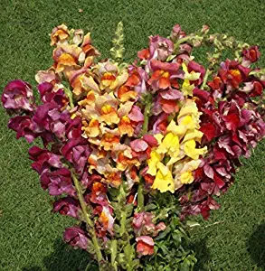 Snapdragon Giant Tetra Mix Seeds Stunning Colors bin205 (4,000 Seeds)