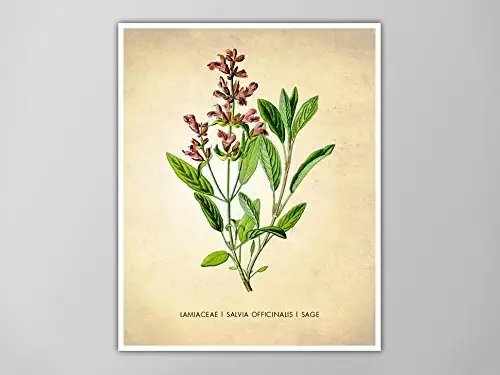 Sage Herb Print, Kitchen Art Print, Sage Herbs Spices Poster, Herb Chart, Herbal Sage Poster, Kitchen Decor Art Print, Herb Sage Art Prints