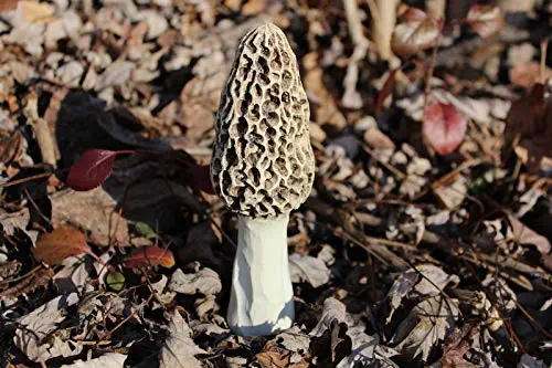 XL Morel Mushroom for Landscape