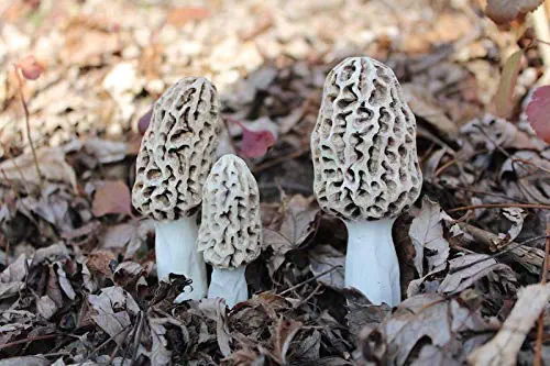 Handmade Morel Mushrooms for Landscape