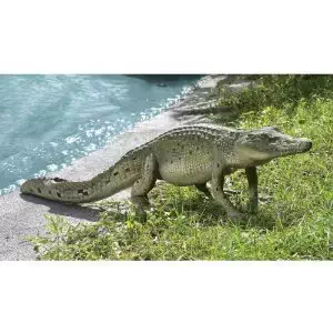 50"w Large Crocodile Alligator Wildlife Home Garden Pool Sculpture Statue Figurine
